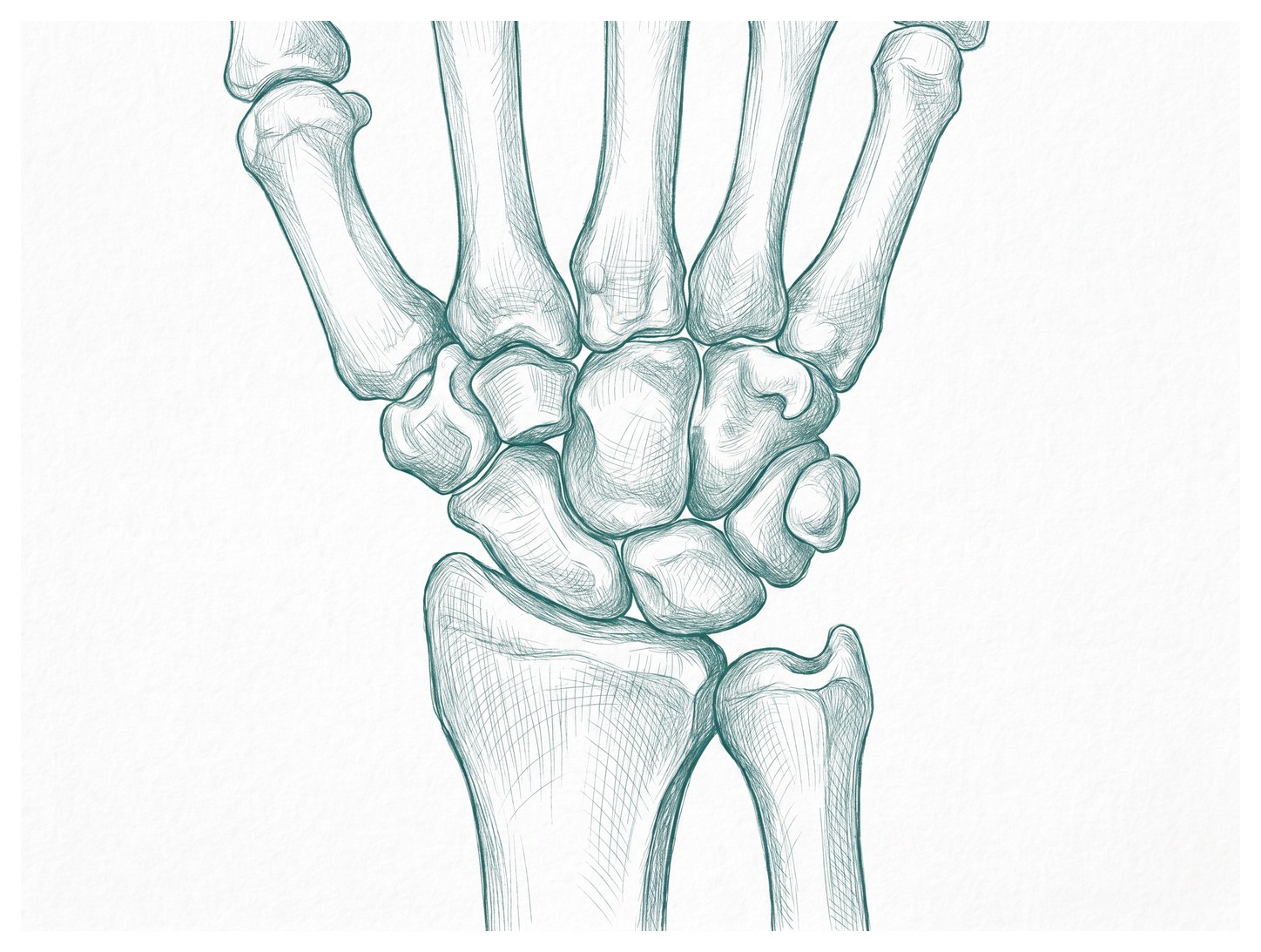 Ilustracja anatomiczna nadgarstka – kości nadgarstka oraz dalsze nasady kości promieniowej i łokciowej