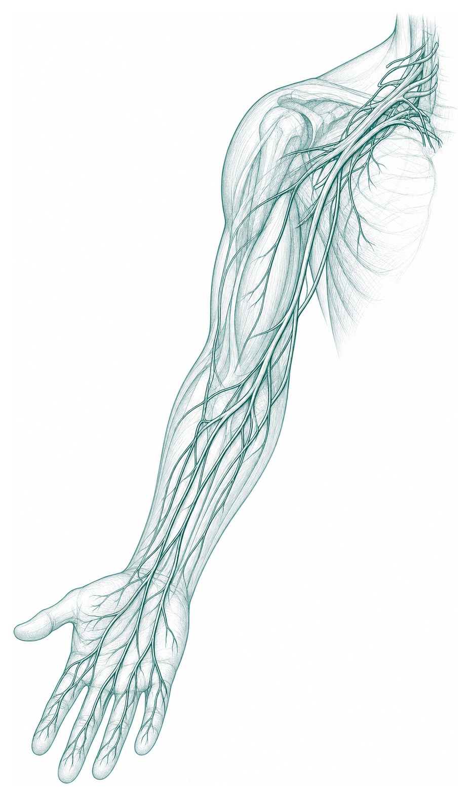Ilustracja anatomiczna nerwów kończyny górnej – przebieg nerwów od ramienia do dłoni